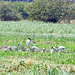 Jabiru (Jabiru mycteria)