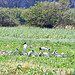 Jabiru (Jabiru mycteria)