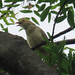 Guira Cuckoo, Guira guira