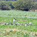 Jabiru (Jabiru mycteria)