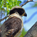 Laughing Falcon (Herpetotheres cachinnans)