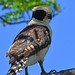 Laughing Falcon (Herpetotheres cachinnans)