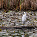 Great Egret (2024-09-26 #58)