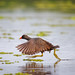 Amerikaans waterhoen - Common Gallinule