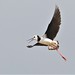 Poaka - pied stilt - Himantopus himantopus