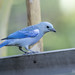 Tangara évêque ,Thraupis episcopus, Blue-gray Tanager