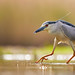 Nachtreiher -  night heron (Nycticorax nycticorax)   ·  ·  ·   (R5B_4472)