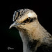 Chalk-browed Mockingbird