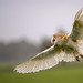 Schleiereule - Barn owl (Tyto alba)