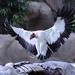 King Vulture (Captive)