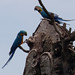 Blue-and-yellow Macaw, Ara ararauna