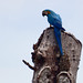 Blue-and-yellow Macaw, Ara ararauna