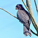 Perroquet vaza ou Grand Vaza Coracopsis vasa - Greater Vasa Parrot