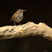 Sharp-tailed Streamcreeper (Lochmias nematura)