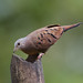 Ruddy Ground-Dove