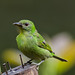 Green Honeycreeper