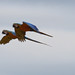 Blue-and-yellow Macaw, Ara ararauna