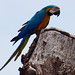 Blue-and-yellow Macaw, Ara ararauna