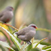 Common Waxbill