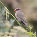 Common Waxbill