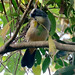 Bluish-gray Saltator, Saltator coerulescens