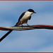 Fork-tailed Flycatcher, Tyrannus savana