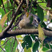 Bluish-gray Saltator, Saltator coerulescens