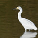 Snowy egret