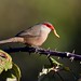 Bico-de-lacre, macho, Common Waxbill, male