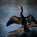 Anhinga