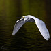 Snowy Egret