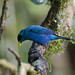 Green Honeycreeper