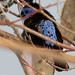 Turquoise Tanager