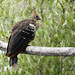 Hoatzin