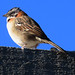 Rufous-collared Sparrow, Zonotrichia capensis