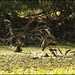 Black-crowned Night Heron juveniles