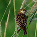 Yellow-browed Sparrow, Ammodramus aurifrons