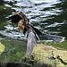 Anhinga (Anhinga anhinga)