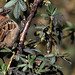 Rufous-collared Sparrow, Zonotrichia capensis