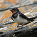 DSCF0737c Barn Swallow, Welney Washes WWT, August 2024