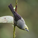 Palm Tanager