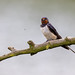 Rauchschwalbe, Barn Swallow - Hirundo rustica