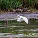 Great Egret (2024-09-26 #43)