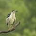 Black-crowned Night Heron having a shake down 720_7533.jpg