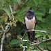 Swallow " Hirundo rustica"