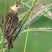 Grassland Sparrow, Ammodramus humeralis