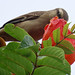 Chalk-browed Mockingbird, Mimus saturninus