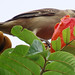 Chalk-browed Mockingbird, Mimus saturninus