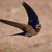 Golondrina Tijereta (Hirundo rustica)