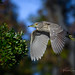 Black-crowned Night Heron